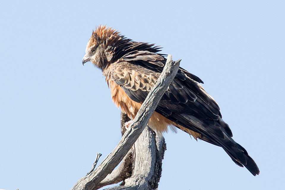 Square-tailed Kite (Lophoictinia isura)